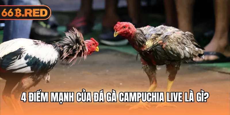 4 điểm mạnh của đá gà Campuchia live là gì?