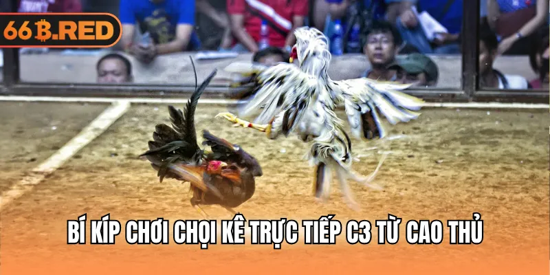 Bí kíp chơi chọi kê trực tiếp C3 từ cao thủ