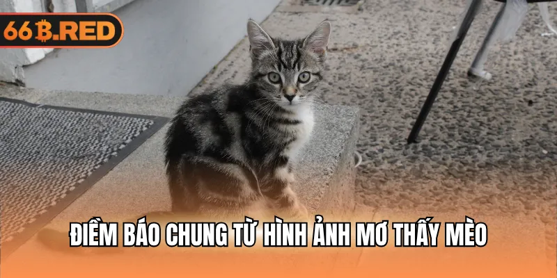 Điềm báo chung từ hình ảnh mơ thấy mèo