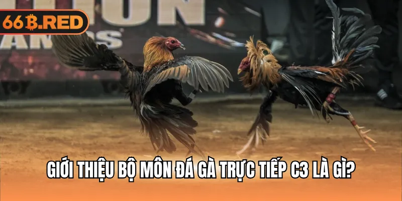Giới thiệu bộ môn đá gà trực tiếp C3 là gì?