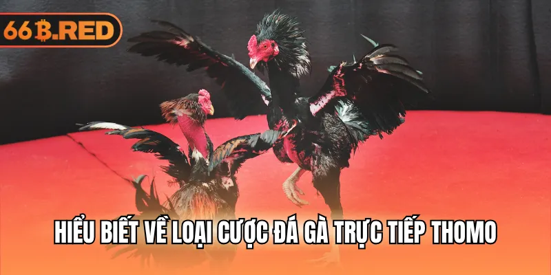Hiểu biết về loại cược đá gà trực tiếp Thomo