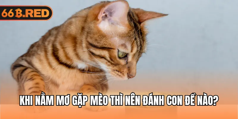 Khi nằm mơ gặp mèo thì nên đánh con đề nào?