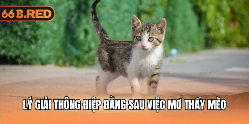 Lý giải thông điệp đằng sau việc mơ thấy mèo