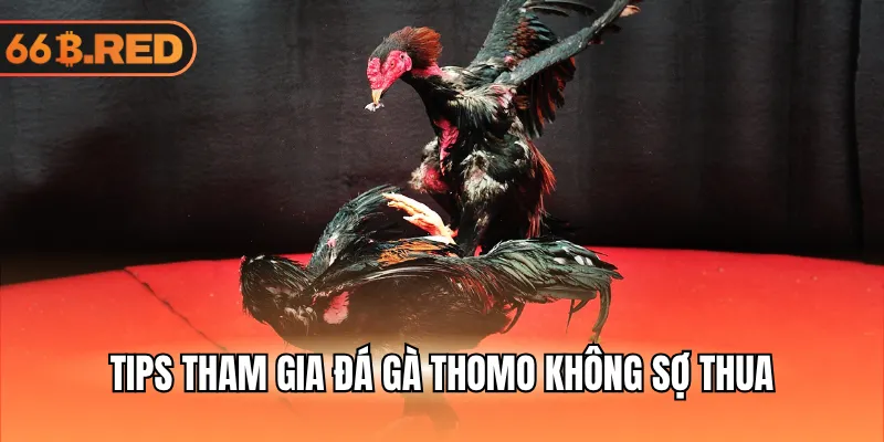 Tips tham gia đá gà Thomo không sợ thua
